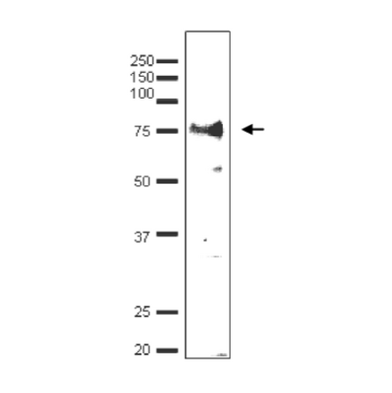 Detection of endonenous Taf7 by Western blotting using the anti-Taf7 antibody. The antibody was used at 1/500 dilution. Blotting was done with wet system.