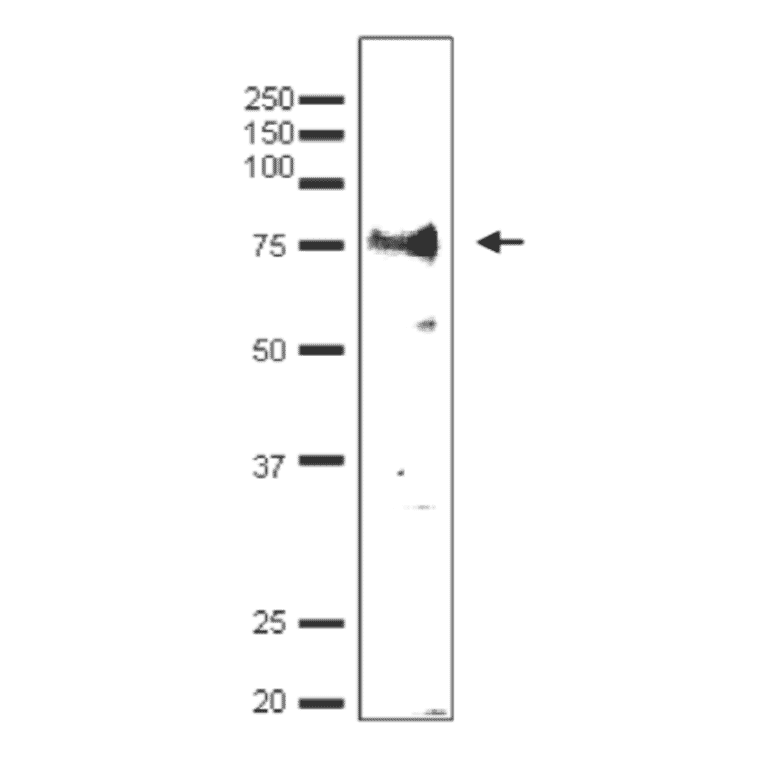 Detection of endonenous Taf7 by Western blotting using the anti-Taf7 antibody. The antibody was used at 1/500 dilution. Blotting was done with wet system.