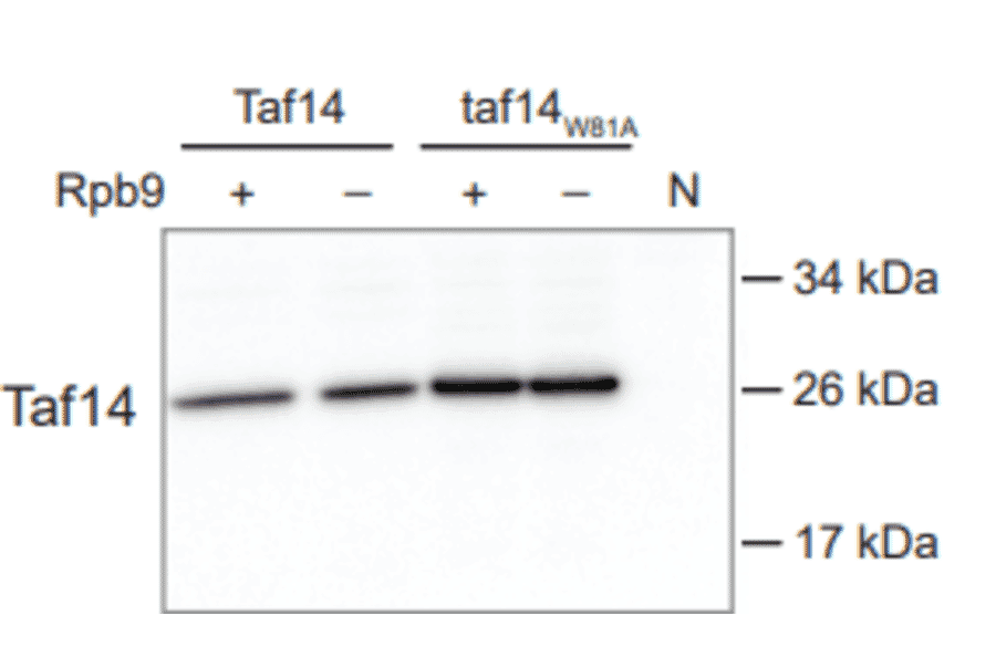 Western Blot - Anti-Taf14 Antibody - Antibodies.com