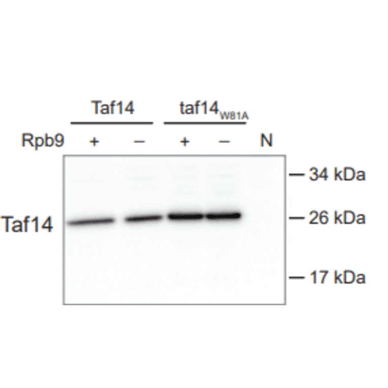 Western Blot - Anti-Taf14 Antibody - Antibodies.com