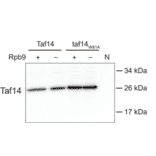 Western Blot - Anti-Taf14 Antibody - Antibodies.com