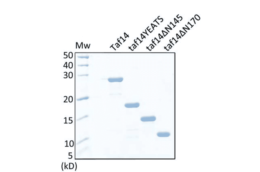 Immunoblot - Anti-Taf14 Antibody - Antibodies.com