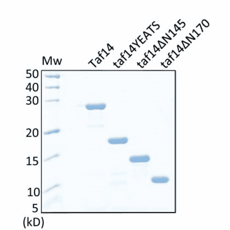 Immunoblot - Anti-Taf14 Antibody - Antibodies.com