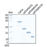 Immunoblot - Anti-Taf14 Antibody - Antibodies.com