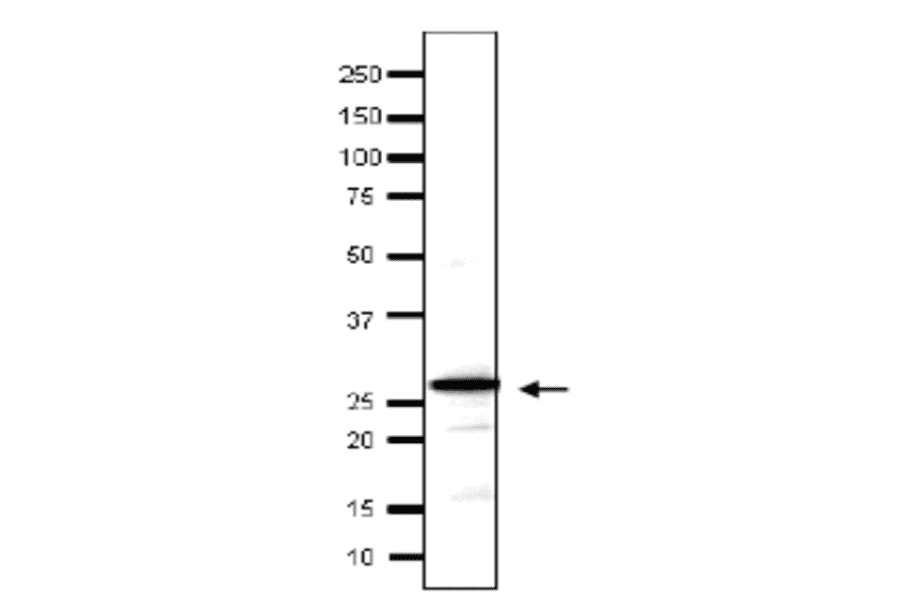 Detection of endonenous Taf14 in whole cell extract of S. cerevisiae by Western blotting, using the anti-Taf14 antibody. The antibody was used at 1/500 dilution. As second antibody, HRP-conjugated goat anti-rabbit IgG was used at 1/10,000