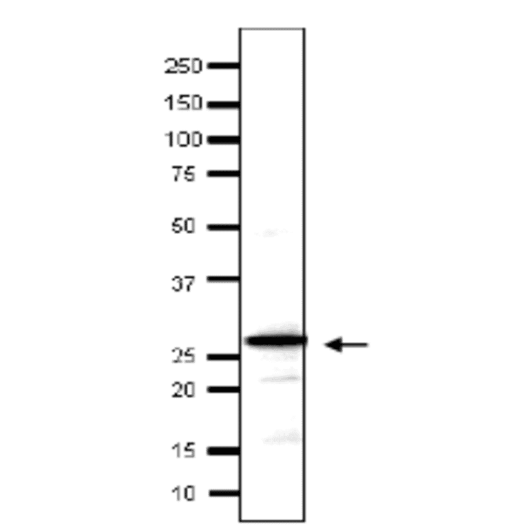 Detection of endonenous Taf14 in whole cell extract of S. cerevisiae by Western blotting, using the anti-Taf14 antibody. The antibody was used at 1/500 dilution. As second antibody, HRP-conjugated goat anti-rabbit IgG was used at 1/10,000