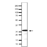 Detection of endonenous Taf14 in whole cell extract of S. cerevisiae by Western blotting, using the anti-Taf14 antibody. The antibody was used at 1/500 dilution. As second antibody, HRP-conjugated goat anti-rabbit IgG was used at 1/10,000