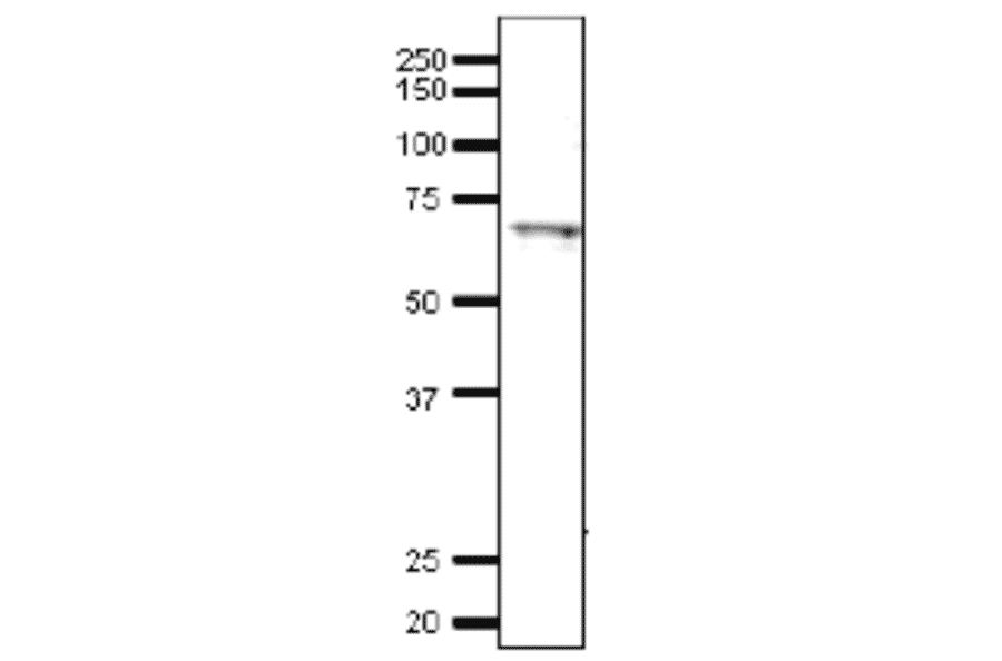 Detection of endonenous Tfa1 in whole cell extract of S. cerevisiae by Western blotting, using the anti-Tfa1 antibody. The antibody was used at 1/2,000 dilution. As second antibody, HRP-conjugated goat anti-rabbit IgG was used at 1/10,000 The apparent molecular mass (~65 kDa) is larger than calculated mass of 55 kDa, which may be due to its highly acidic cluster at C-terminal 106 amino-acids (Asp/Glu rich)