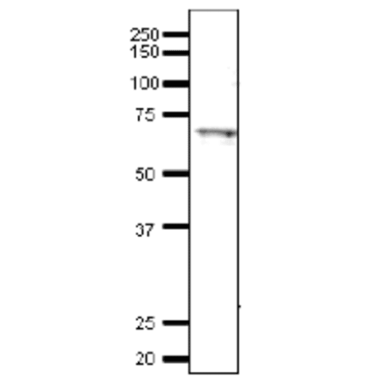Detection of endonenous Tfa1 in whole cell extract of S. cerevisiae by Western blotting, using the anti-Tfa1 antibody. The antibody was used at 1/2,000 dilution. As second antibody, HRP-conjugated goat anti-rabbit IgG was used at 1/10,000 The apparent molecular mass (~65 kDa) is larger than calculated mass of 55 kDa, which may be due to its highly acidic cluster at C-terminal 106 amino-acids (Asp/Glu rich)