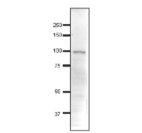 Detection of endonenous Ngg1 in whole cell extract of S. cerevisiae by Western blotting, using the anti-Ngg1 antibody. The antibody was used at 1/500 dilution. As second antibody, HRP-conjugated goat anti-rabbit IgG antibody was used at 1/10,000