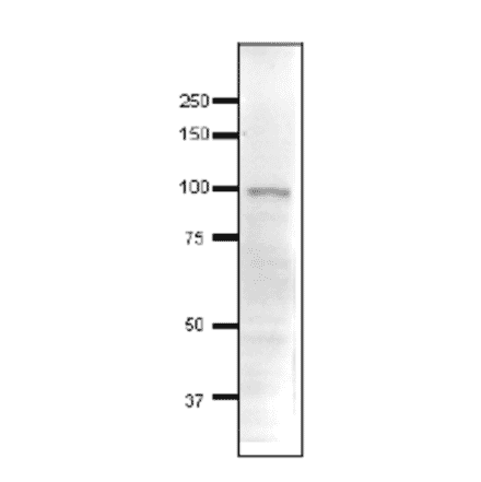 Detection of endonenous Ngg1 in whole cell extract of S. cerevisiae by Western blotting, using the anti-Ngg1 antibody. The antibody was used at 1/500 dilution. As second antibody, HRP-conjugated goat anti-rabbit IgG antibody was used at 1/10,000