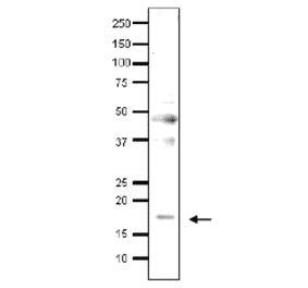 Detection of endonenous Med9 in whole cell extract of S. cerevisiae by Western blotting, using the anti-Med9 antibody. The antibody was used at 1/500 dilution. As second antibody, HRP-conjugated goat anti-rabbit IgG antibody was used at 1/10,000