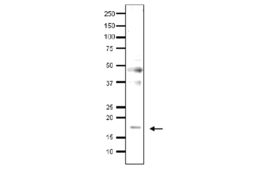 Detection of endonenous Med9 in whole cell extract of S. cerevisiae by Western blotting, using the anti-Med9 antibody. The antibody was used at 1/500 dilution. As second antibody, HRP-conjugated goat anti-rabbit IgG antibody was used at 1/10,000