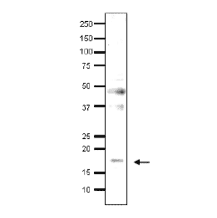 Detection of endonenous Med9 in whole cell extract of S. cerevisiae by Western blotting, using the anti-Med9 antibody. The antibody was used at 1/500 dilution. As second antibody, HRP-conjugated goat anti-rabbit IgG antibody was used at 1/10,000