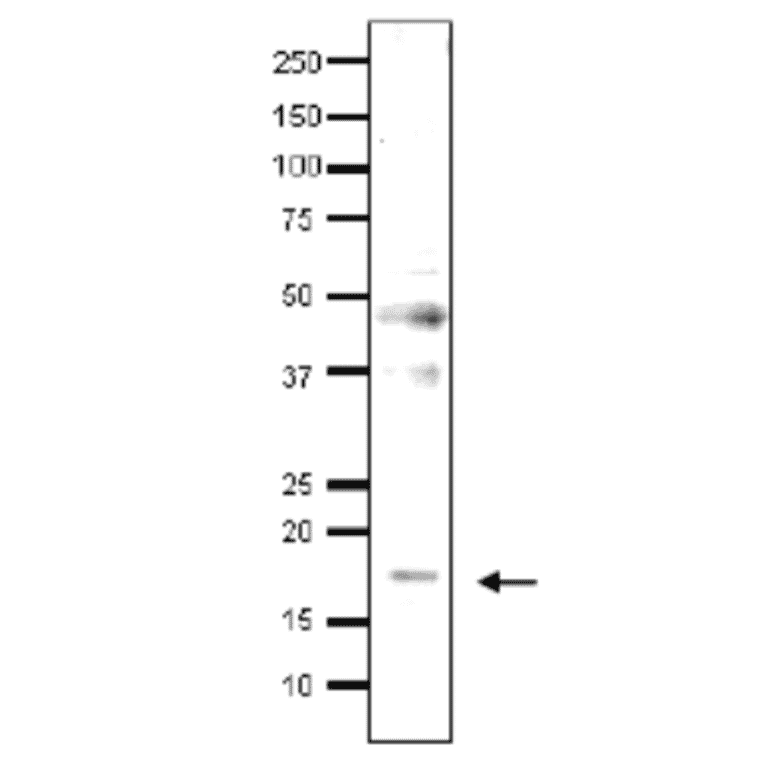Detection of endonenous Med9 in whole cell extract of S. cerevisiae by Western blotting, using the anti-Med9 antibody. The antibody was used at 1/500 dilution. As second antibody, HRP-conjugated goat anti-rabbit IgG antibody was used at 1/10,000