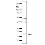 Detection of endonenous Med9 in whole cell extract of S. cerevisiae by Western blotting, using the anti-Med9 antibody. The antibody was used at 1/500 dilution. As second antibody, HRP-conjugated goat anti-rabbit IgG antibody was used at 1/10,000