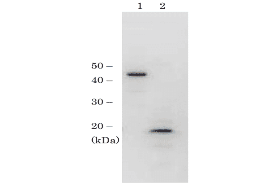 Identification of RPC19 protein in crude extract of S. cerevisiae by western blotting with anti-scRPC antibody. Sample in lane 1 is recombinant GST-RPC19 protein (10 ng) and sample in lane 2 is crude extract of S. cerevisiae strain BY4741 (50 µg). The antibody was used at 1/1,000 dilution.