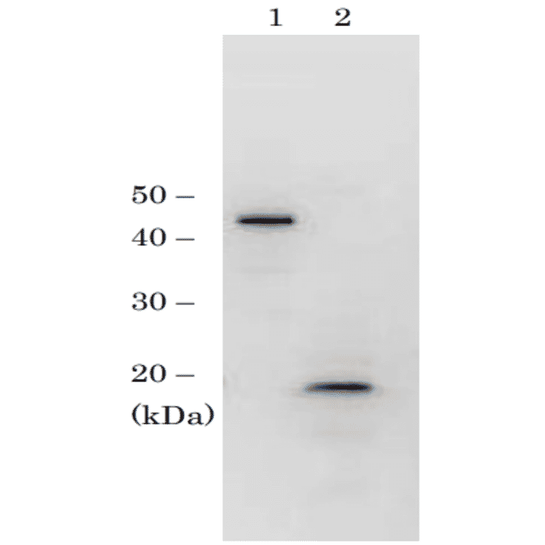 Identification of RPC19 protein in crude extract of S. cerevisiae by western blotting with anti-scRPC antibody. Sample in lane 1 is recombinant GST-RPC19 protein (10 ng) and sample in lane 2 is crude extract of S. cerevisiae strain BY4741 (50 µg). The antibody was used at 1/1,000 dilution.