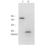 Identification of RPC19 protein in crude extract of S. cerevisiae by western blotting with anti-scRPC antibody. Sample in lane 1 is recombinant GST-RPC19 protein (10 ng) and sample in lane 2 is crude extract of S. cerevisiae strain BY4741 (50 µg). The antibody was used at 1/1,000 dilution.