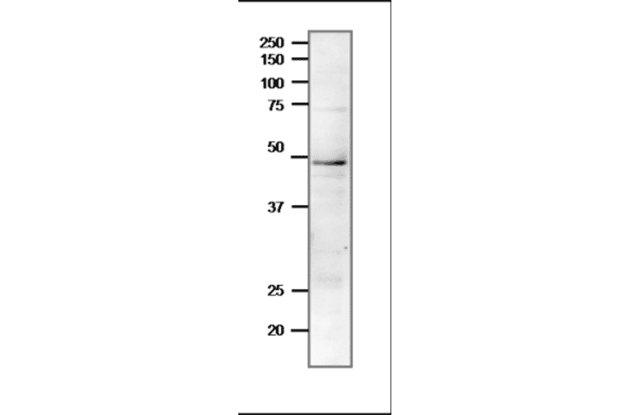 Western blot of endogenous Rad51 protein in crude extract of S. cerevisiae. Proteins in the extract were separated on 12.5% SDS-PAGE and transferred to membrane in wet system overnight. The antibody was used at 1:1,000 dilution. The secondary antibody, Goat Anti-Rabbit IgG Antibody (HRP) was used at 1:10,000 dilution.