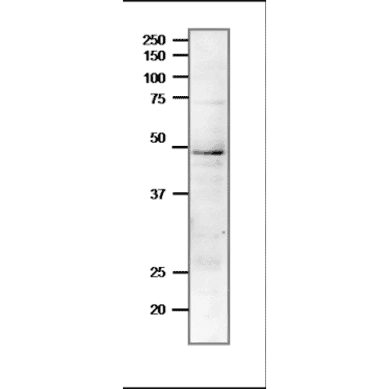 Western blot of endogenous Rad51 protein in crude extract of S. cerevisiae. Proteins in the extract were separated on 12.5% SDS-PAGE and transferred to membrane in wet system overnight. The antibody was used at 1:1,000 dilution. The secondary antibody, Goat Anti-Rabbit IgG Antibody (HRP) was used at 1:10,000 dilution.