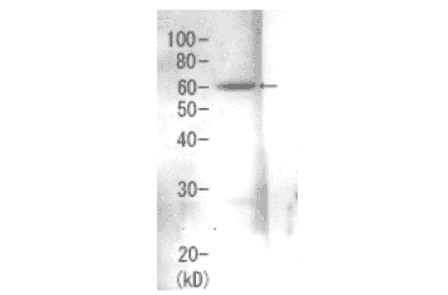 Detection of Rpn3 (60kDa) in the crude extract of S. cerevisiae by Western blotting using this antibody.