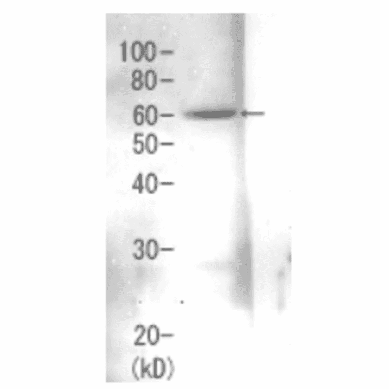 Detection of Rpn3 (60kDa) in the crude extract of S. cerevisiae by Western blotting using this antibody.