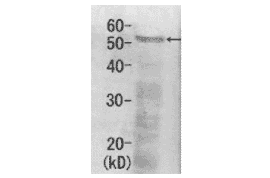 Detection of Rpn5 (52kDa) in the crude extract of S. cerevisiae by Western blotting using this antibody. 