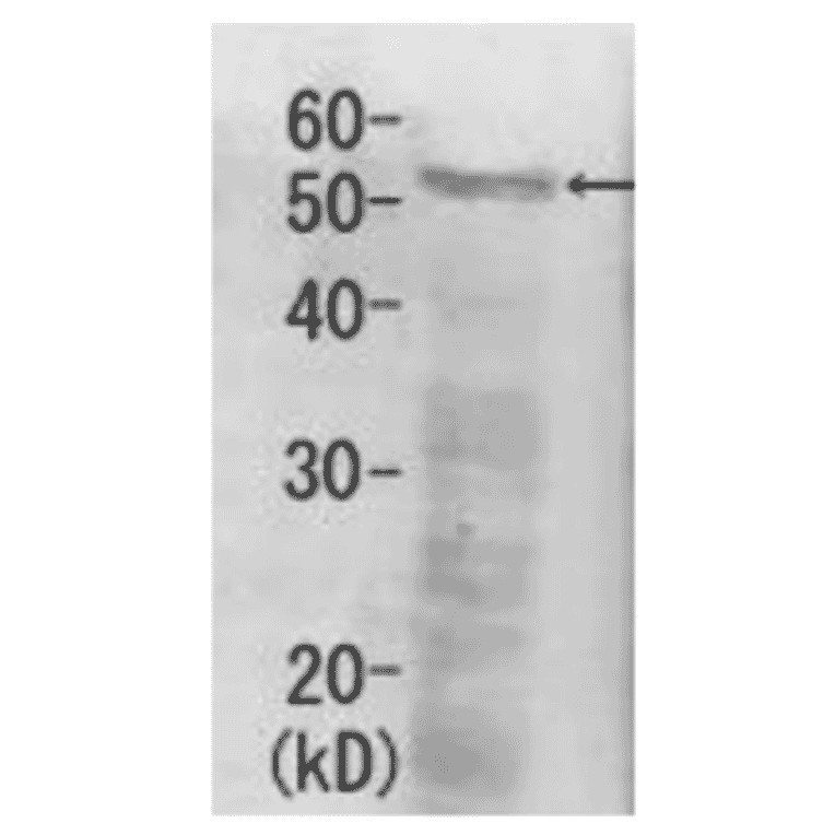 Detection of Rpn5 (52kDa) in the crude extract of S. cerevisiae by Western blotting using this antibody. 