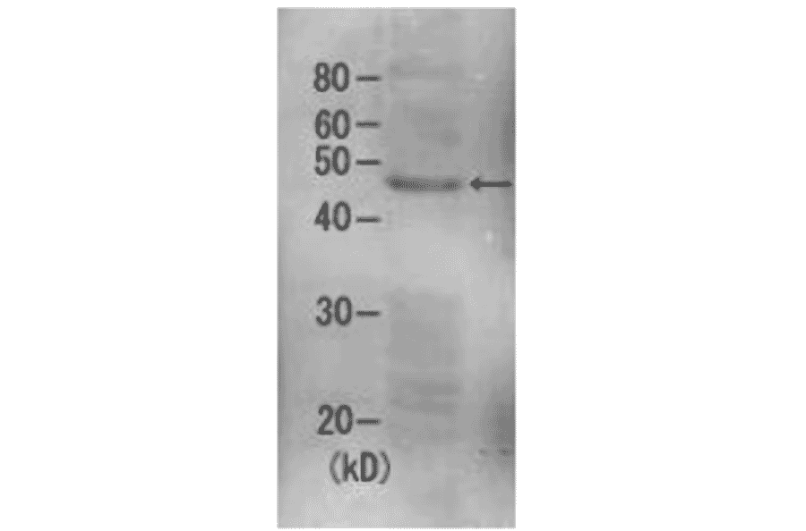 Detection of Rpn7 (49kDa) in the crude extract of S. cerevisiae by Western blotting using this antibody.
