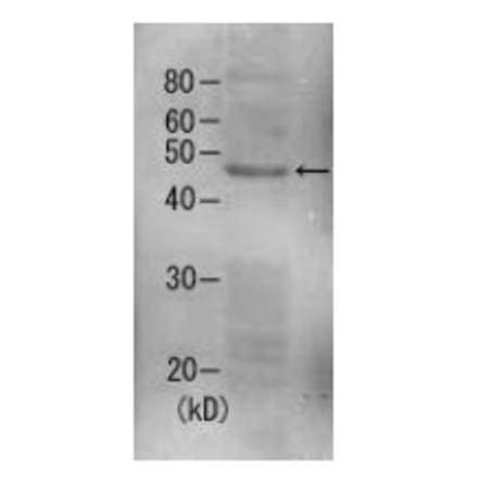 Detection of Rpn7 (49kDa) in the crude extract of S. cerevisiae by Western blotting using this antibody.