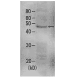 Detection of Rpn7 (49kDa) in the crude extract of S. cerevisiae by Western blotting using this antibody.
