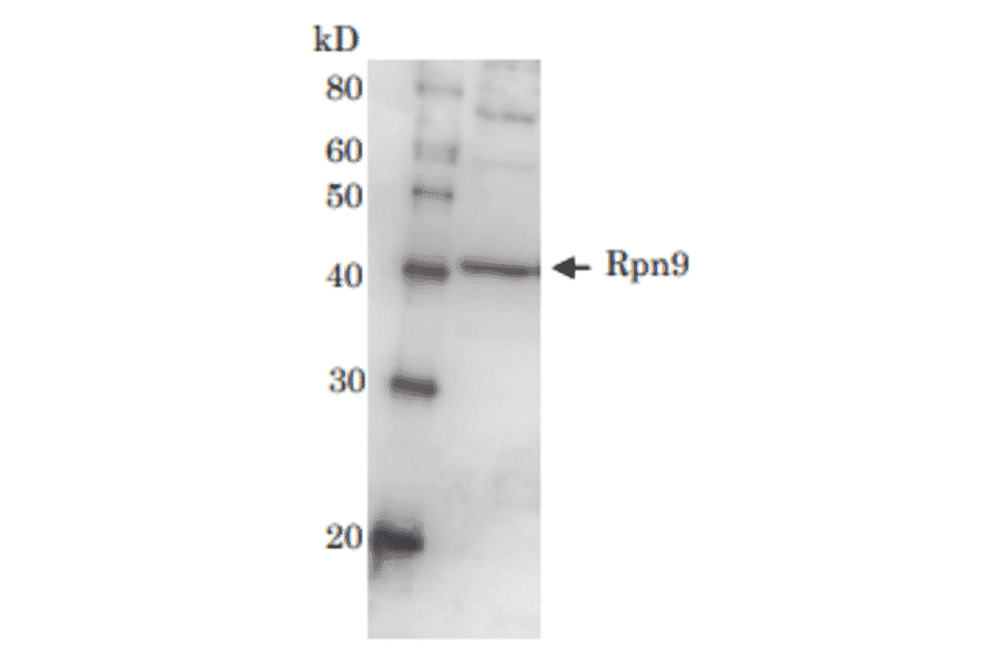 Detection of Rpn9 (46kD) in the crude extract of S. cerevisiae by Western blotting using this antibody. 