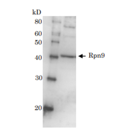 Detection of Rpn9 (46kD) in the crude extract of S. cerevisiae by Western blotting using this antibody. 