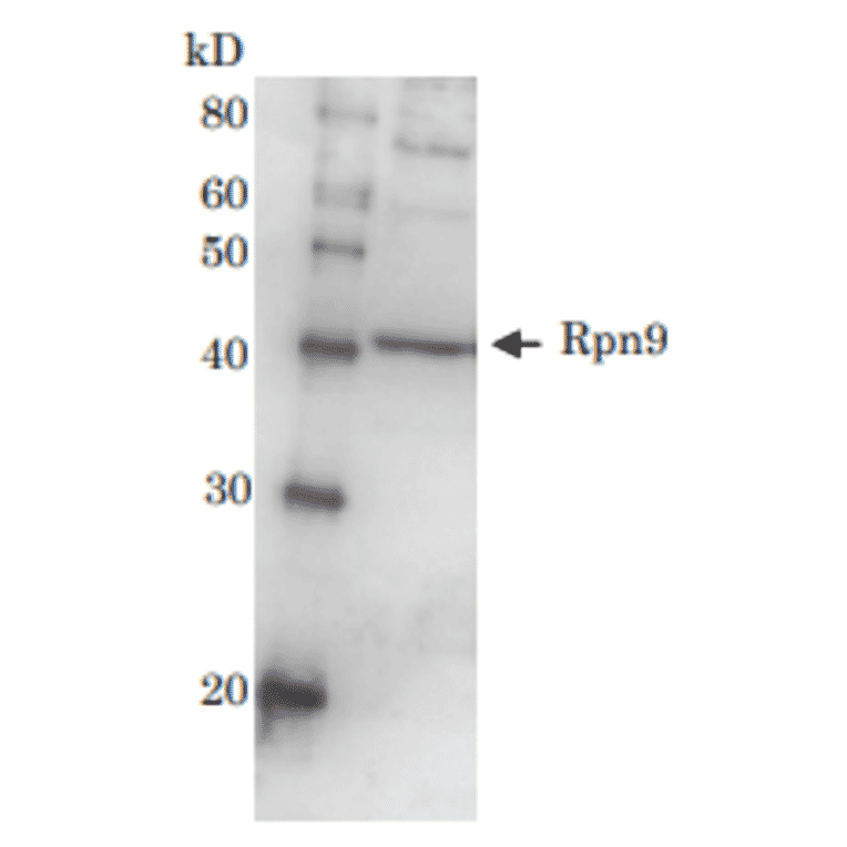 Detection of Rpn9 (46kD) in the crude extract of S. cerevisiae by Western blotting using this antibody. 