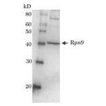 Detection of Rpn9 (46kD) in the crude extract of S. cerevisiae by Western blotting using this antibody. 