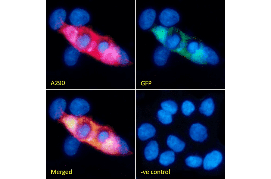 Immunofluorescence - Anti-GFP Antibody (A290) - Antibodies.com