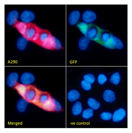 Immunofluorescence - Anti-GFP Antibody (A290) - Antibodies.com