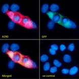 Immunofluorescence - Anti-GFP Antibody (A290) - Antibodies.com