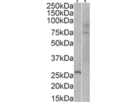 Western Blot - Anti-GFP Antibody (A290) - Antibodies.com