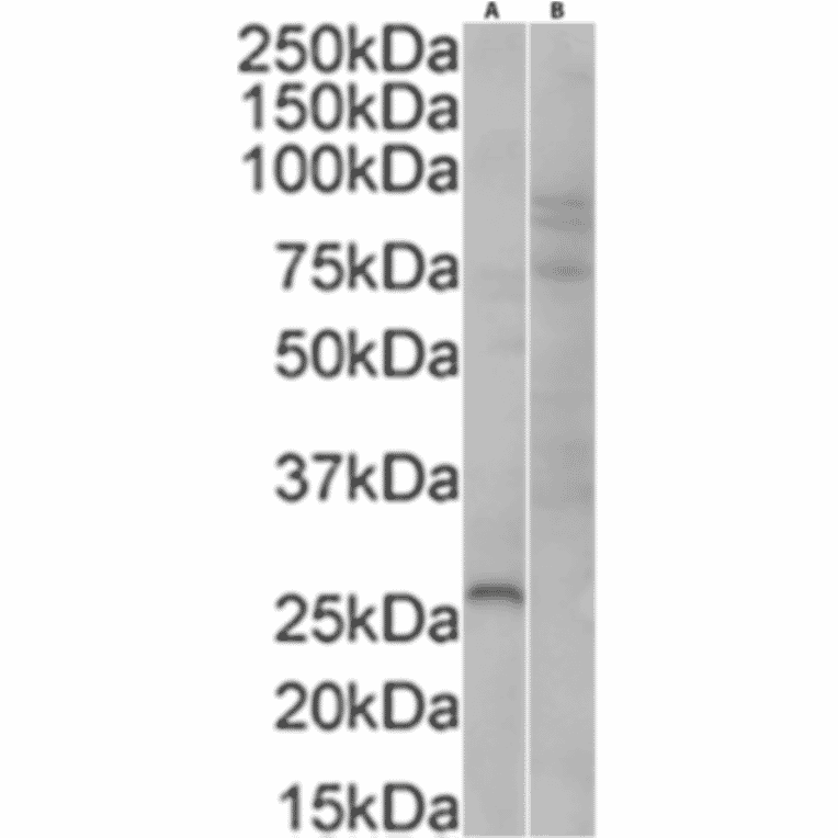 Western Blot - Anti-GFP Antibody (A290) - Antibodies.com