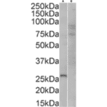 Western Blot - Anti-GFP Antibody (A290) - Antibodies.com