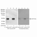 Immunoprecipitation - Anti-GFP Antibody (A290) - Antibodies.com