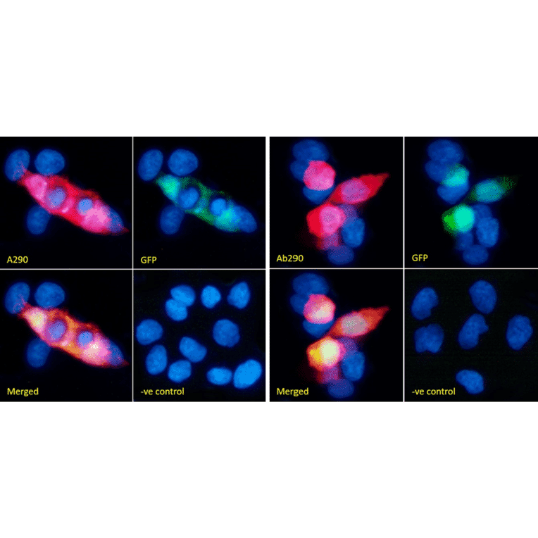 Immunofluorescence - Anti-GFP Antibody (A290) - Antibodies.com