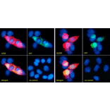 Immunofluorescence - Anti-GFP Antibody (A290) - Antibodies.com