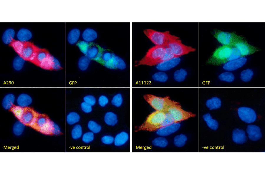 Immunofluorescence - Anti-GFP Antibody (A290) - Antibodies.com