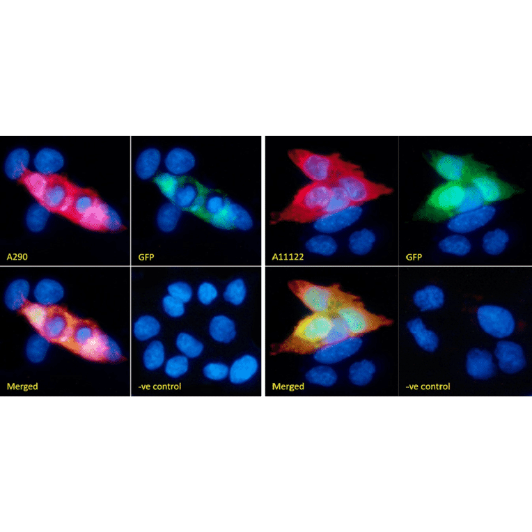 Immunofluorescence - Anti-GFP Antibody (A290) - Antibodies.com