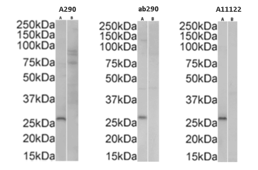 Western Blot - Anti-GFP Antibody (A290) - Antibodies.com