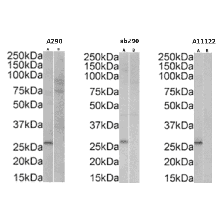 Western Blot - Anti-GFP Antibody (A290) - Antibodies.com