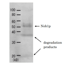Detection of Nob1p (51.7kD) in the crude extract of S. cerevisiae by Western blotting using this antibody. 